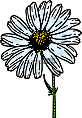 雛菊,花,自然