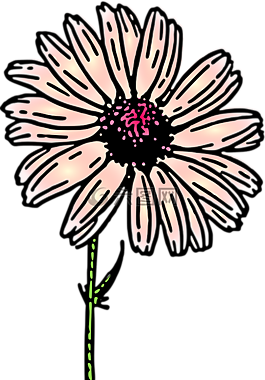 雛菊,花,自然