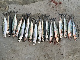 魚,挪威,夏天
