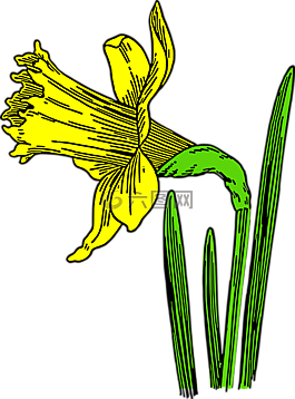 喇叭花,花,自然