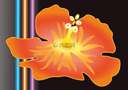 芙蓉,花,開花