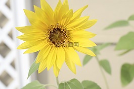 向日葵,花,黃色