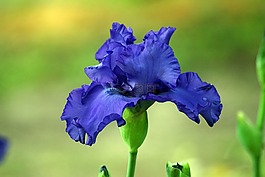 鳶尾花,花,盛開