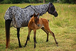 馬,駒,純種阿拉伯