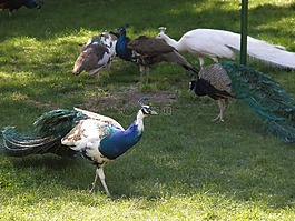 娛樂,公園,走