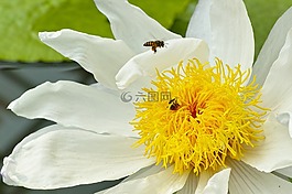 莲花,蜜蜂,黄色