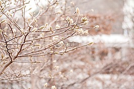 冬天,春天,冷