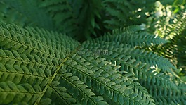 蕨,植物,性質(zhì)
