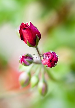 花蕾,紅色的花,夏