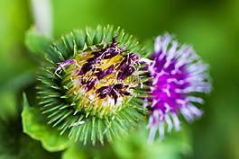 水飛薊,花,荊棘