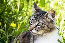 貓,性質(zhì),動物