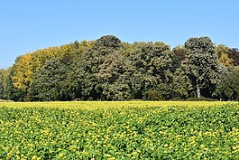 秋季,性質(zhì),景觀