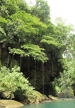 河,植物,自然
