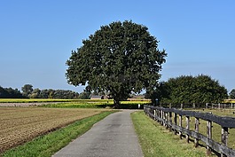 樹(shù),字段,路