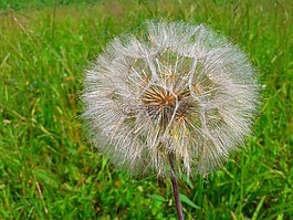 蒲公英,草甸,尼姑