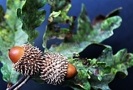 橡子,性質(zhì),森林