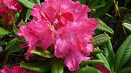 杜鵑,花,紅色