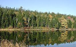 新英格蘭,松樹(shù),自然