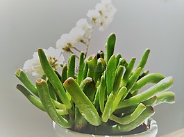 植物,simpreviven,花