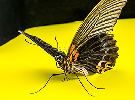 蝴蝶,昆蟲(chóng)
