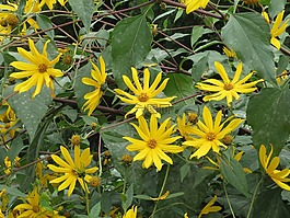 菊芋,sunroot,sunchoke