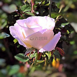 廠,豐花,玫瑰綻放