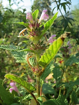 鼬瓣花 tetrahit,常見的麻蕁麻,brittlestem hempnettle