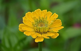 黃色的花,花束,花園