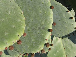 仙人掌,宏,开花