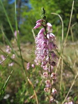 vulgaris,常见的石南花,岭