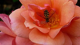 玫瑰,花,開(kāi)花