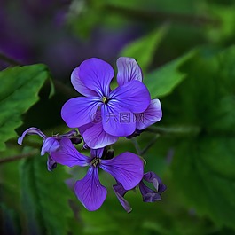 花,性質,廠