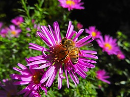 蜜蜂,herbstaster,花