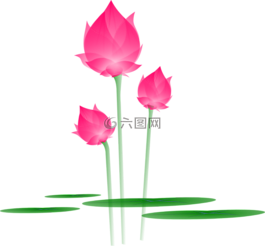 蓮花,花,開花
