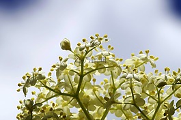 黑色的,鮮花,奶油