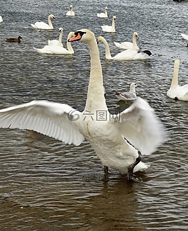 鳥,天鵝,野生動物