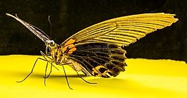 蝴蝶,昆蟲