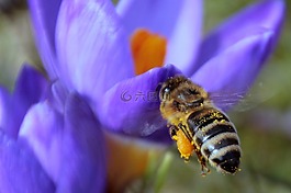 蜜蜂,花蜜,飛