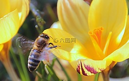 蜜蜂,花蜜,飛