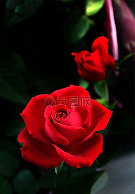 玫瑰,開花,紅色