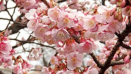 早春,鮮花,粉色