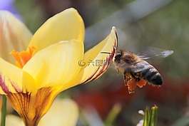 蜜蜂,花蜜,飛
