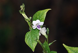 花,植物,自然