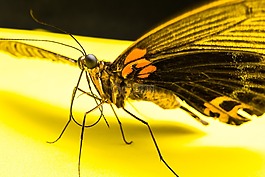 蝴蝶,昆蟲