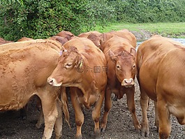 牛,農(nóng)場,動物