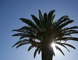樹,天空,光明