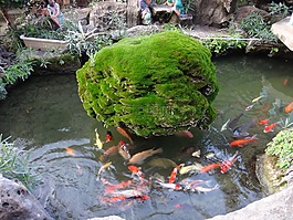 魚,池,樹
