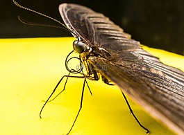 蝴蝶,昆蟲(chóng)