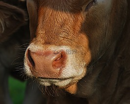 動(dòng)物,性質(zhì),牛