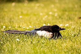 鳥,公園,哥本哈根